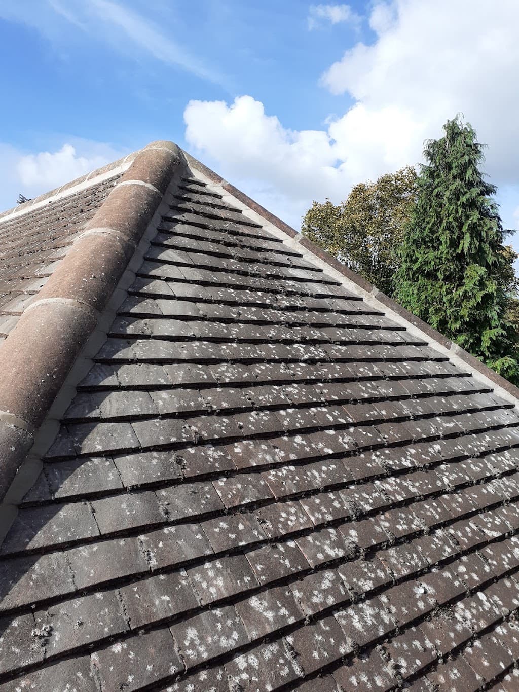 Cotton roofing services