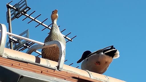 Moseley Roofing — Customer photo
