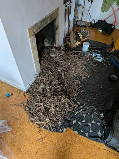 Phoebe the Sweep — Customer photo